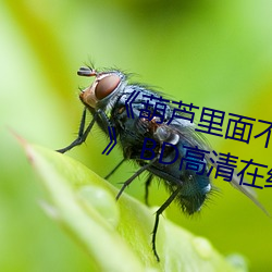 《葫芦内里不卖药万万影片(片)你需(需)要(要)》 BD高(高)清在(在)线寓目