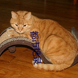 都(dōu)市艳录