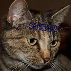 深度迷恋 （昏睡