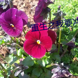 重生之(zhī)我要冲(chōng)浪