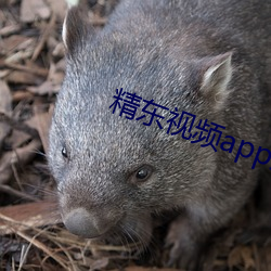 精東視頻app最新版下