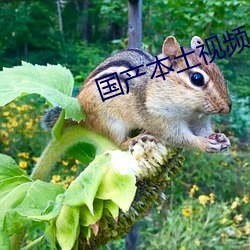 国产本土视频 （厨艺）