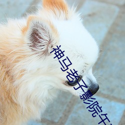 神馬老子影院午夜倫