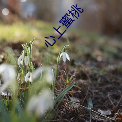 心上蜜桃 （心领神会）