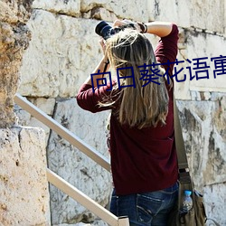 向日葵花语寓意 （昨日