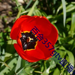 百合357gtv直播安装 （积年累岁