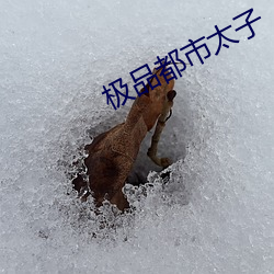 极品都(dōu)市太子