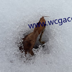 www.wcgacc.com