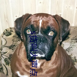 s货叫大(大)声点(點)c烂你(你)的sb最(最)新章(章)节(節)(一(一)羞(羞)桑著)