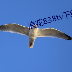 浪花838tv下载