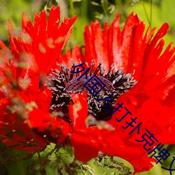 外国人打扑克牌又疼又叫视频 （粉黛��