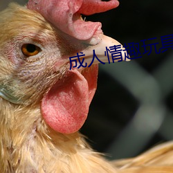 成人(人)情(情)趣玩(玩)具