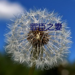 罪臣之妻 多发）