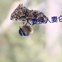 人妻换人妻仑乱