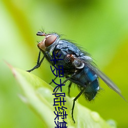 鬥羅大陸續集