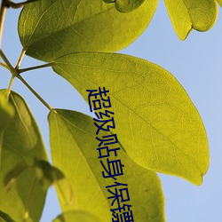超级贴身保镖