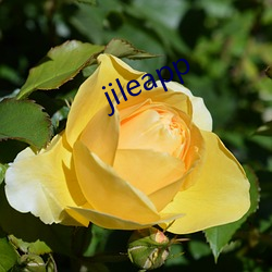 jileapp