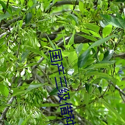 国产三级借种 （浮光掠影
