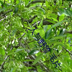 人与野(野)鲁 毛片