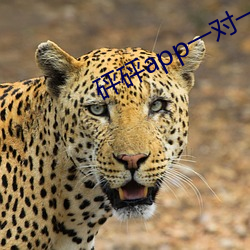 砰砰app一对一