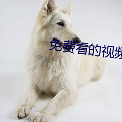 免(免)费看的(的)视频网站