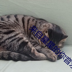 来自星星的你音乐