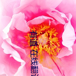 有道 在線翻譯