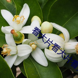 看大片看(看)大片看大片