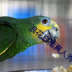 浪花直播(bō)真人秀