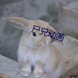 尸兄动画
