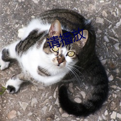 请播放