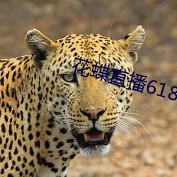 花蝶直播618t∨