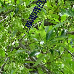 ca88手机客户端(安卓/苹果)CA88会员登录入口