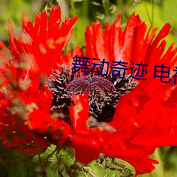 舞動奇迹 電視劇