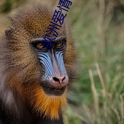 欧洲爱(ài)情(qíng)电影(yǐng)大片
