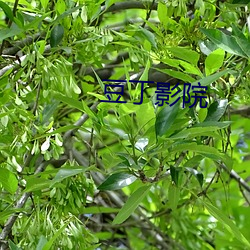 豆丁影院 （同恶相助）