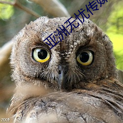 亚洲无忧传媒