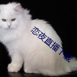 恋夜直播(播)下(下)载