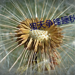 猎天争(爭)锋(鋒)睡秋