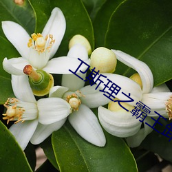 卫斯理(理)之霸王卸(卸)甲(甲)