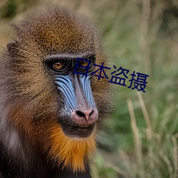 日本盜攝
