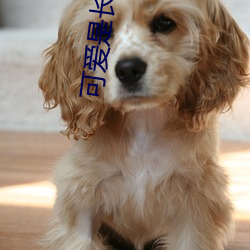 可(k)爱是长久(jiǔ)之计