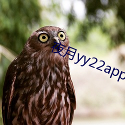 ҹ(y)yy22app