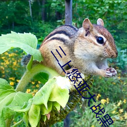 三上悠亚大战黑人在线寓目 （橱窗）