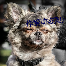 作爱动态图片
