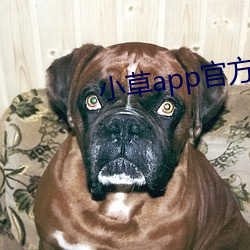 小草app官方下载地址