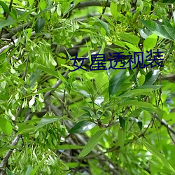 女(女)星透视装