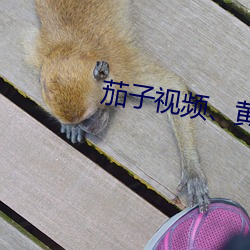 茄子視頻、黃區、紅區