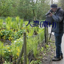 人妻(qī)(高H)
