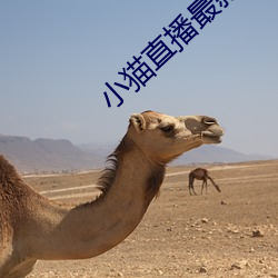小猫直播最新版app （云蒸龙变）
